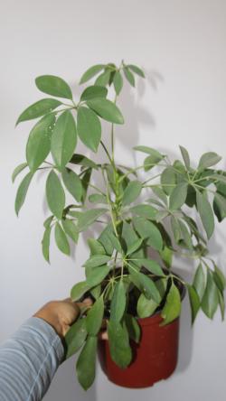 Sadnice - sobne biljke: Schefflera